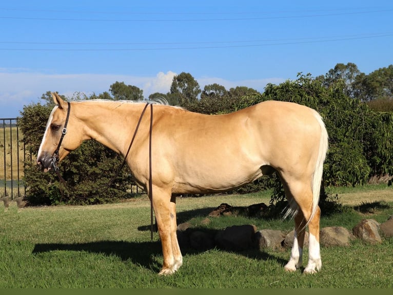 American Quarter Horse Castrone 13 Anni 155 cm Palomino in PLEASANT GROVE, CA