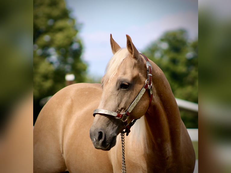 American Quarter Horse Castrone 13 Anni 155 cm Palomino in Borden
