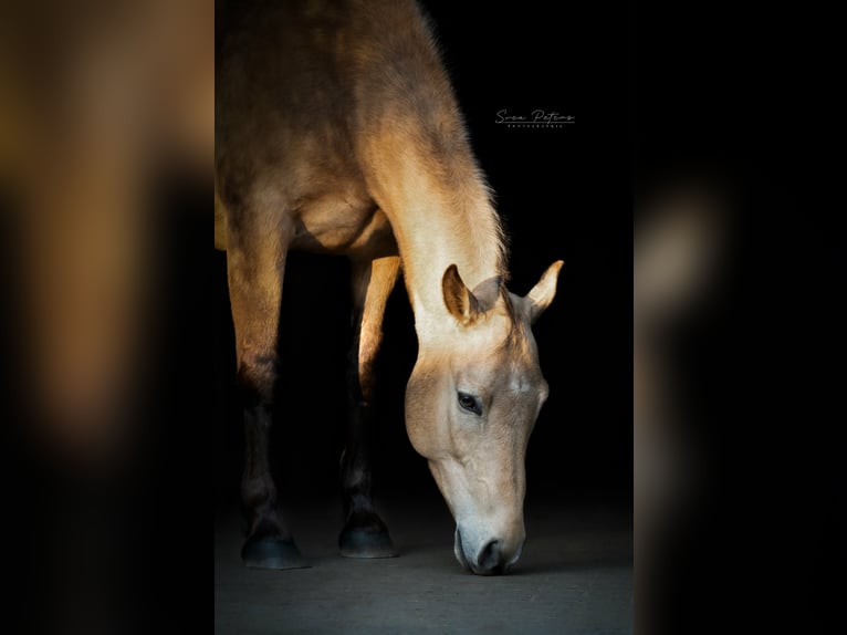 American Quarter Horse Mix Castrone 13 Anni 155 cm Pelle di daino in Mayen