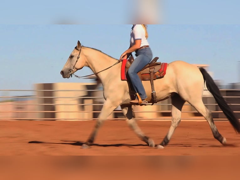 American Quarter Horse Castrone 13 Anni 155 cm Pelle di daino in Mesa, AZ