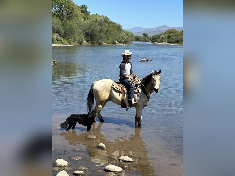 American Quarter Horse Castrone 13 Anni 155 cm Pelle di daino in Mesa, AZ