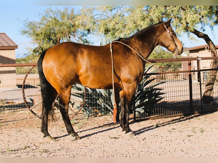 American Quarter Horse Castrone 13 Anni 155 cm Pelle di daino in Congress AZ