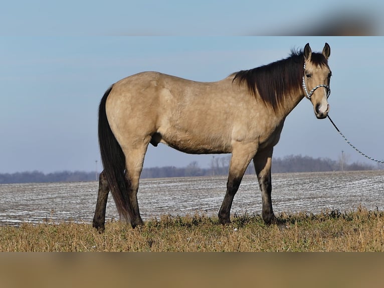 American Quarter Horse Castrone 13 Anni 155 cm Pelle di daino in Joy, IL