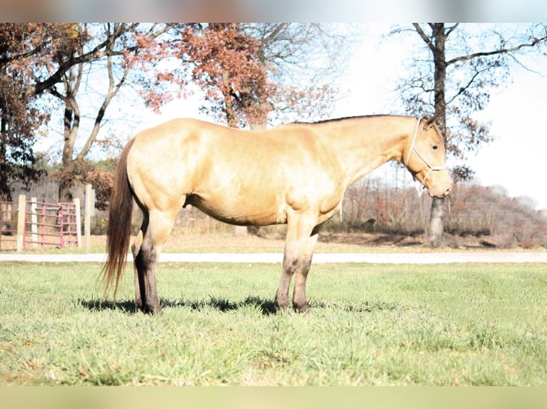 American Quarter Horse Castrone 13 Anni 155 cm Pelle di daino in North Judson IN