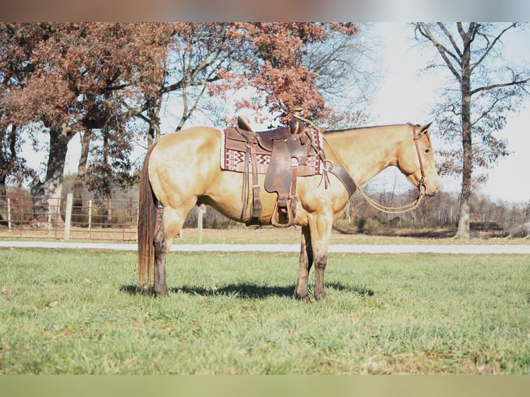 American Quarter Horse Castrone 13 Anni 155 cm Pelle di daino in North Judson IN