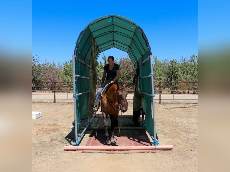 American Quarter Horse Castrone 13 Anni 155 cm Pelle di daino in Pleasant Grove CA