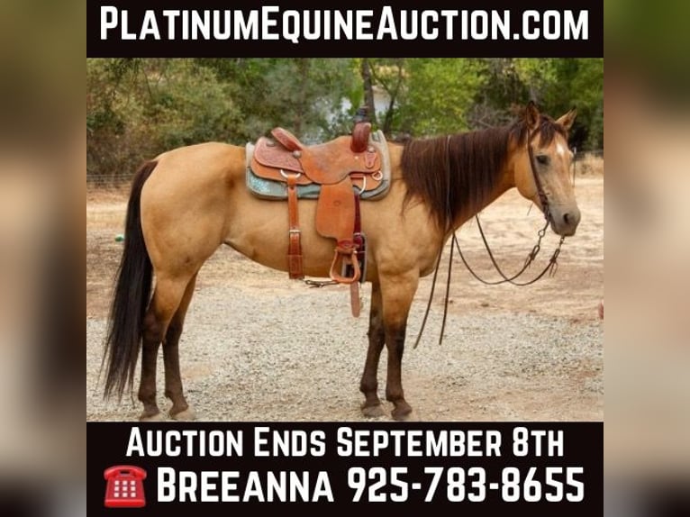 American Quarter Horse Castrone 13 Anni 155 cm Pelle di daino in Valley Springs CA