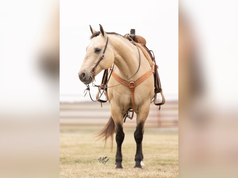 American Quarter Horse Castrone 13 Anni 155 cm Pelle di daino in River Falls, WI