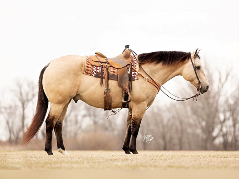 American Quarter Horse Castrone 13 Anni 155 cm Pelle di daino in River Falls, WI