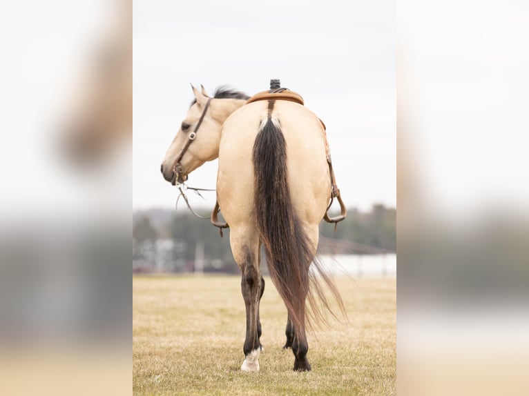 American Quarter Horse Castrone 13 Anni 155 cm Pelle di daino in River Falls, WI