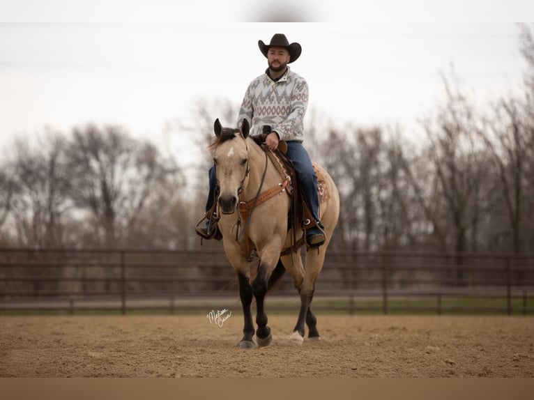 American Quarter Horse Castrone 13 Anni 155 cm Pelle di daino in River Falls, WI