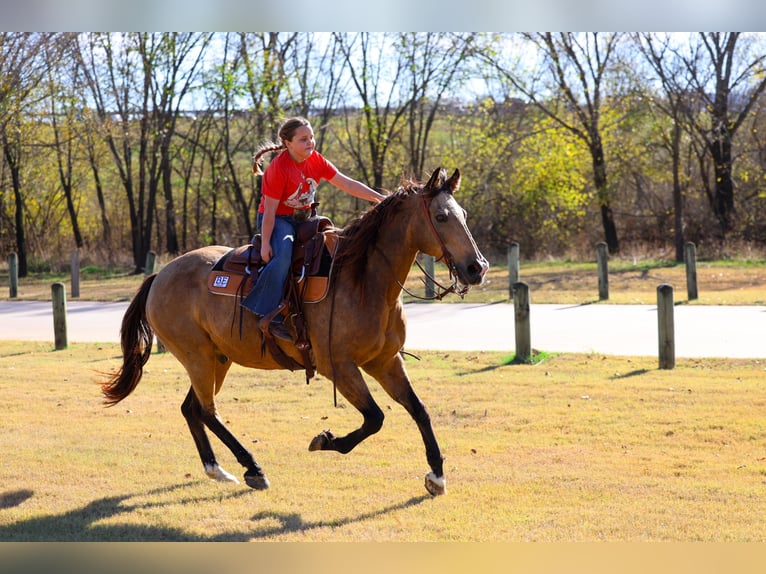 American Quarter Horse Castrone 13 Anni 155 cm Pelle di daino in Forney