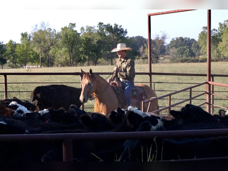 American Quarter Horse Castrone 13 Anni 155 cm Pelle di daino in Purdy, MO