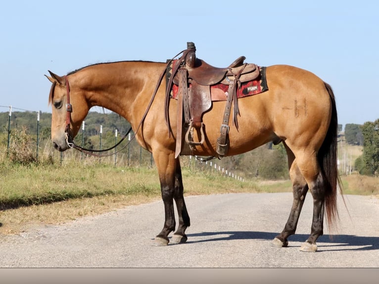 American Quarter Horse Castrone 13 Anni 155 cm Pelle di daino in Purdy, MO