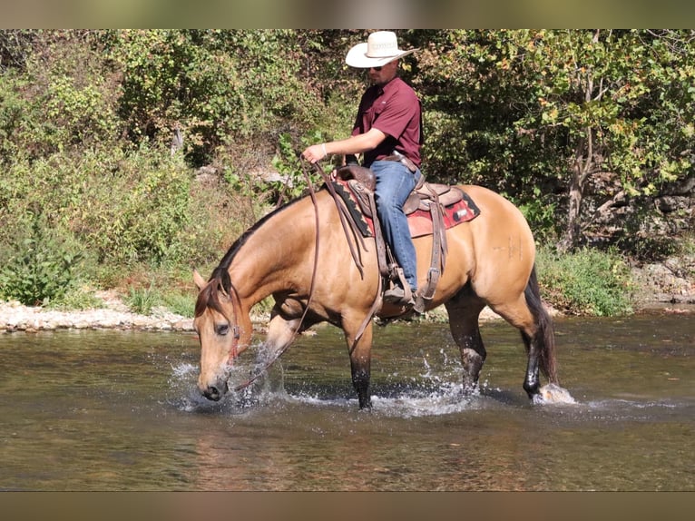 American Quarter Horse Castrone 13 Anni 155 cm Pelle di daino in Purdy, MO