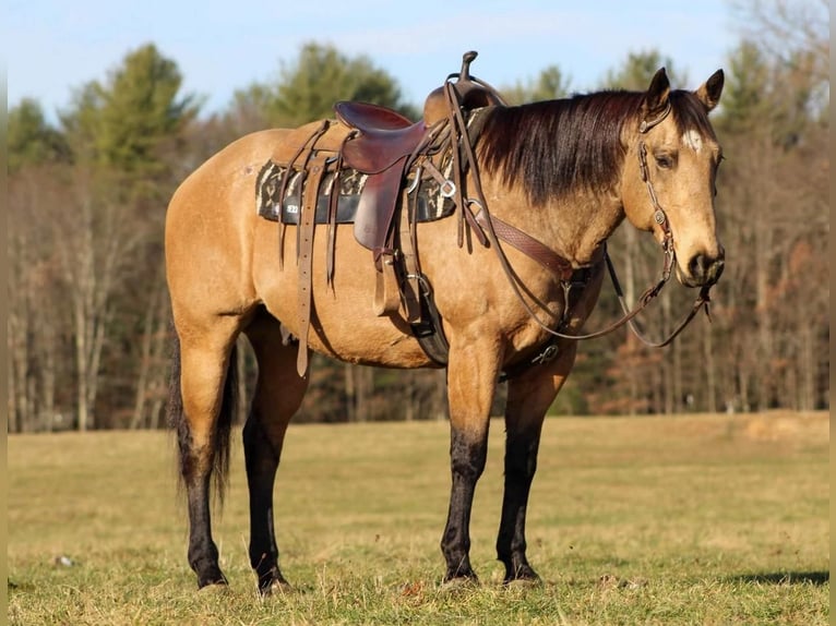American Quarter Horse Castrone 13 Anni 155 cm Pelle di daino in Clarion, PA
