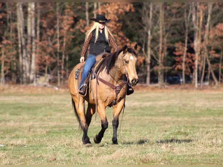 American Quarter Horse Castrone 13 Anni 155 cm Pelle di daino in Clarion, PA