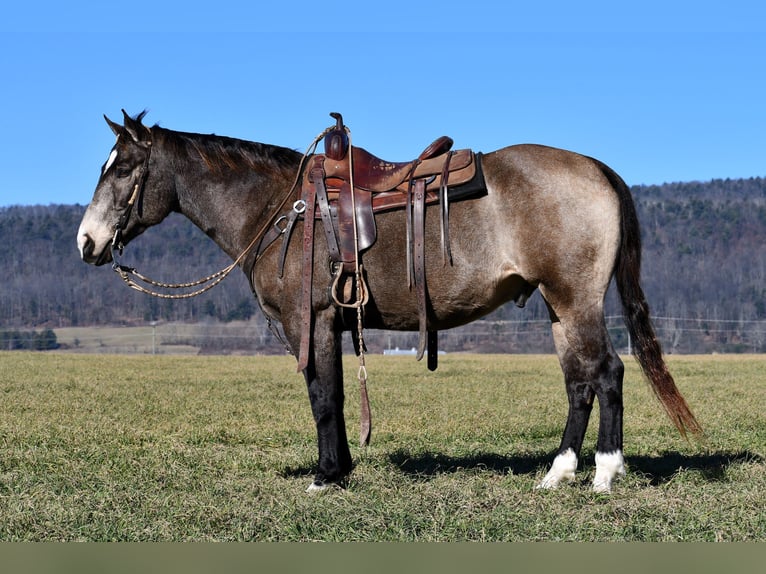 American Quarter Horse Castrone 13 Anni 155 cm Pelle di daino in Rebersburg