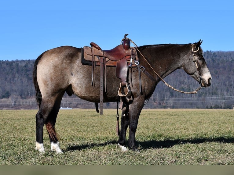 American Quarter Horse Castrone 13 Anni 155 cm Pelle di daino in Rebersburg