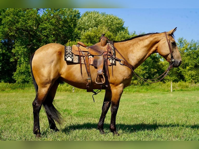 American Quarter Horse Castrone 13 Anni 155 cm Pelle di daino in Valley Springs, SD