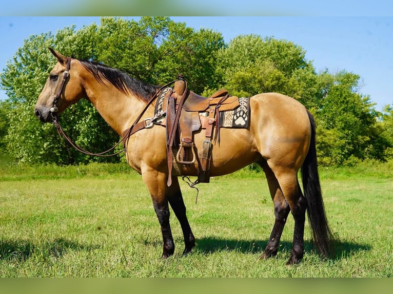 American Quarter Horse Castrone 13 Anni 155 cm Pelle di daino in Valley Springs, SD