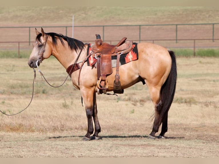 American Quarter Horse Castrone 13 Anni 155 cm Pelle di daino in Fort Worth TX