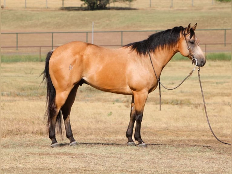 American Quarter Horse Castrone 13 Anni 155 cm Pelle di daino in Fort Worth TX