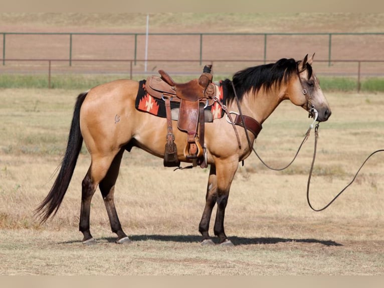 American Quarter Horse Castrone 13 Anni 155 cm Pelle di daino in Fort Worth TX