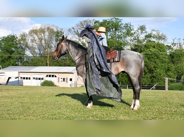 American Quarter Horse Mix Castrone 13 Anni 155 cm Roano blu in Rebersburg, PA