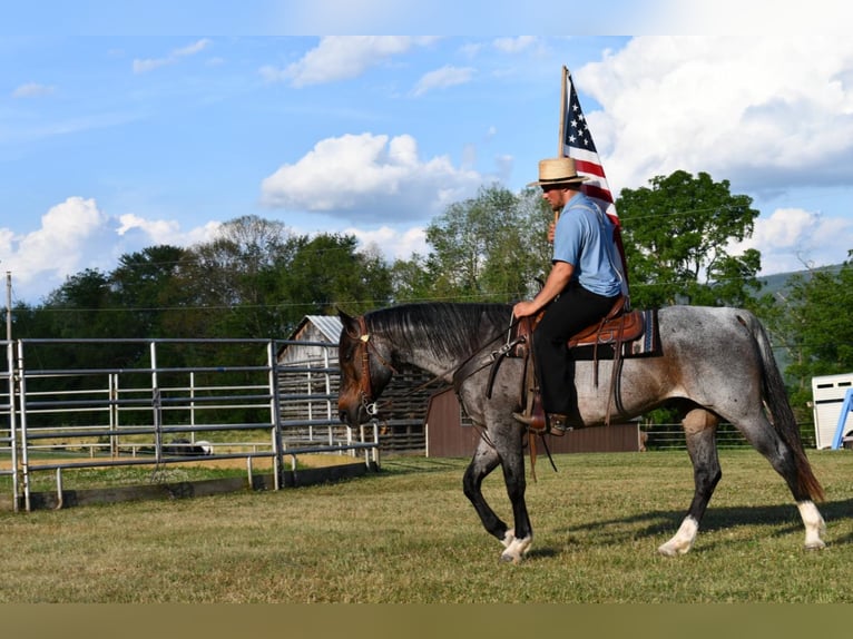 American Quarter Horse Mix Castrone 13 Anni 155 cm Roano blu in Rebersburg, PA