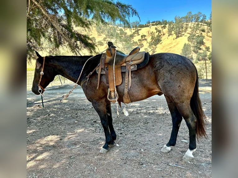 American Quarter Horse Castrone 13 Anni 155 cm Roano blu in Paso Robles, CA