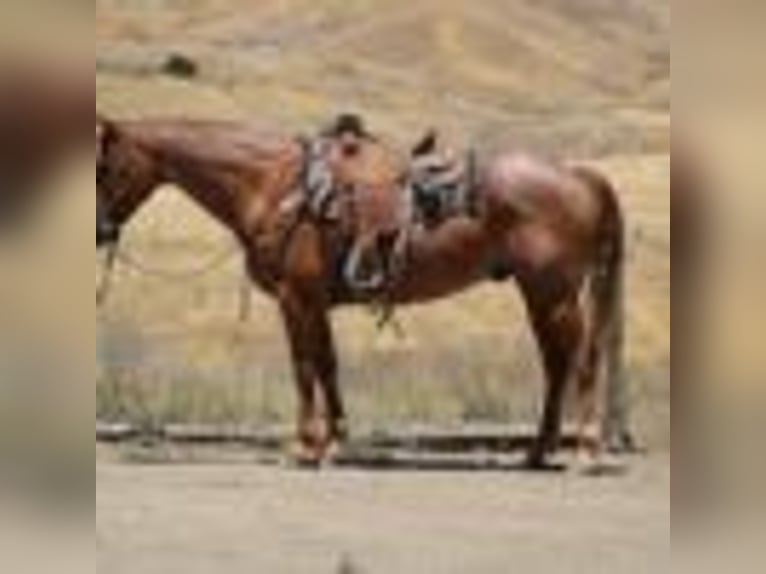American Quarter Horse Castrone 13 Anni 155 cm Roano rosso in Paicines CA
