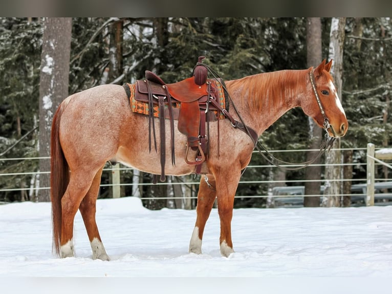 American Quarter Horse Castrone 13 Anni 155 cm Roano rosso in Clarion