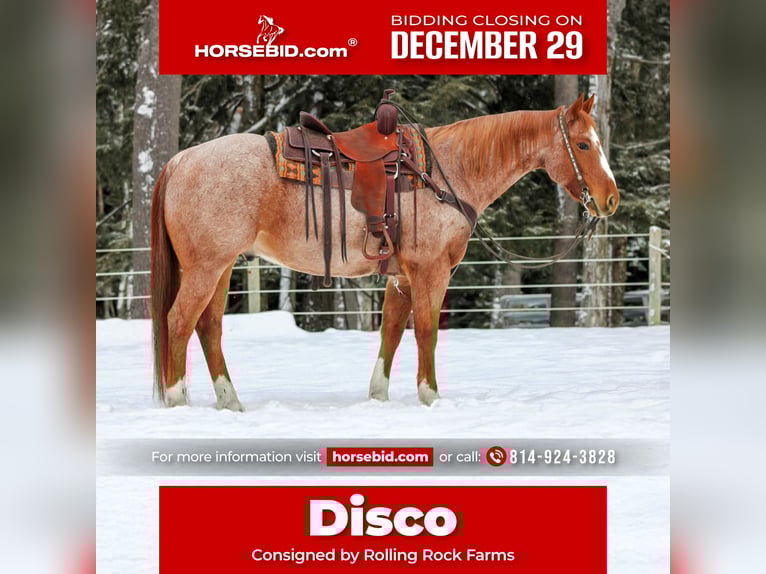 American Quarter Horse Castrone 13 Anni 155 cm Roano rosso in Clarion