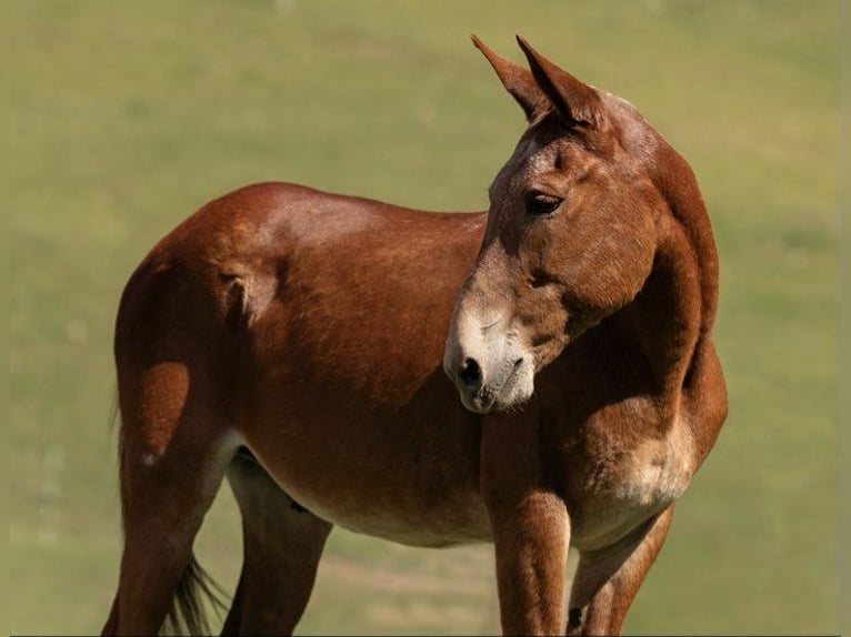 American Quarter Horse Castrone 13 Anni 155 cm Sauro ciliegia in Everett PA