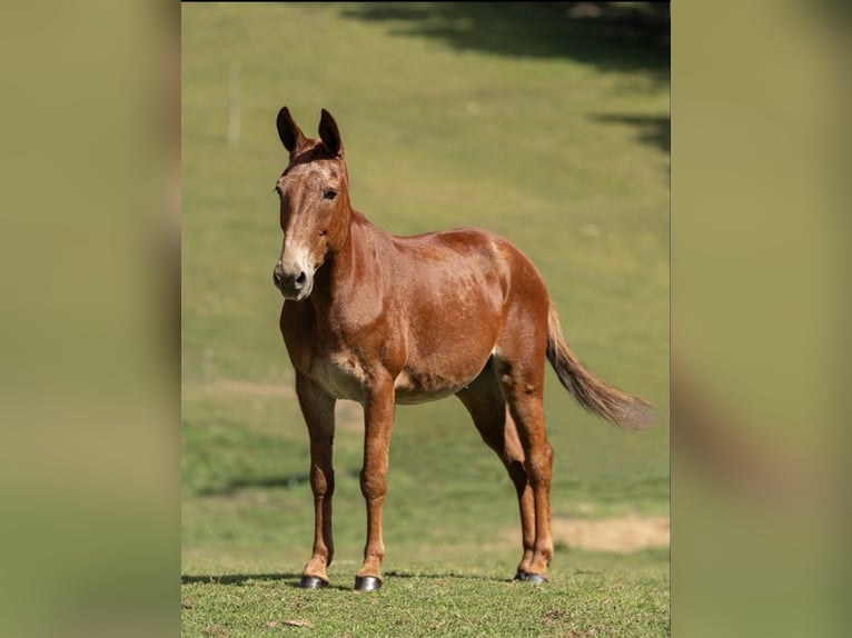 American Quarter Horse Castrone 13 Anni 155 cm Sauro ciliegia in Everett PA