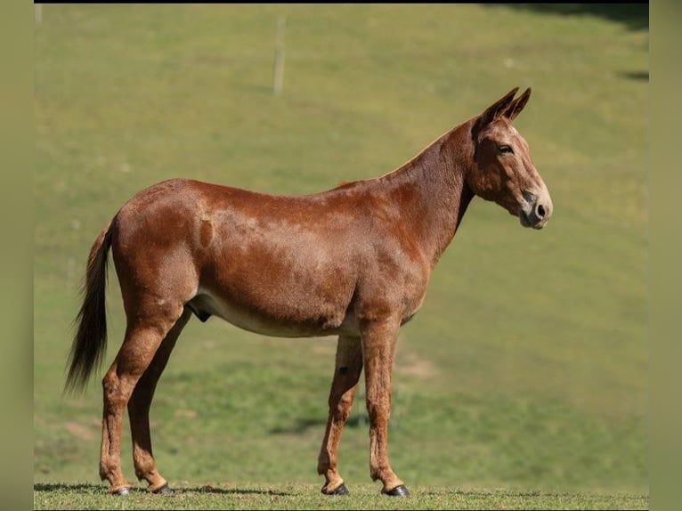 American Quarter Horse Castrone 13 Anni 155 cm Sauro ciliegia in Everett PA