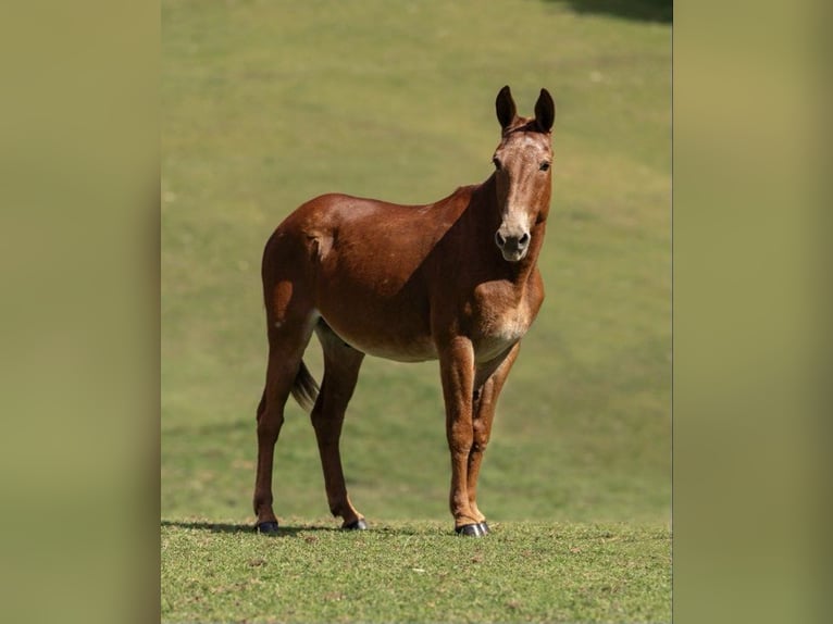 American Quarter Horse Castrone 13 Anni 155 cm Sauro ciliegia in Everett PA