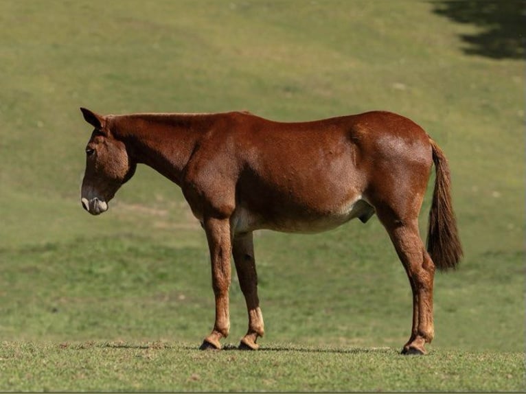 American Quarter Horse Castrone 13 Anni 155 cm Sauro ciliegia in Everett PA