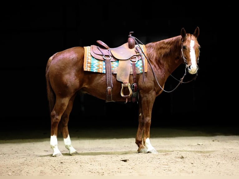 American Quarter Horse Castrone 13 Anni 155 cm Sauro ciliegia in Wykoff, MN
