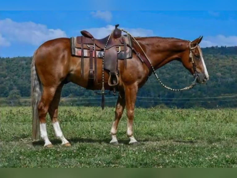American Quarter Horse Castrone 13 Anni 155 cm Sauro ciliegia in Needmore