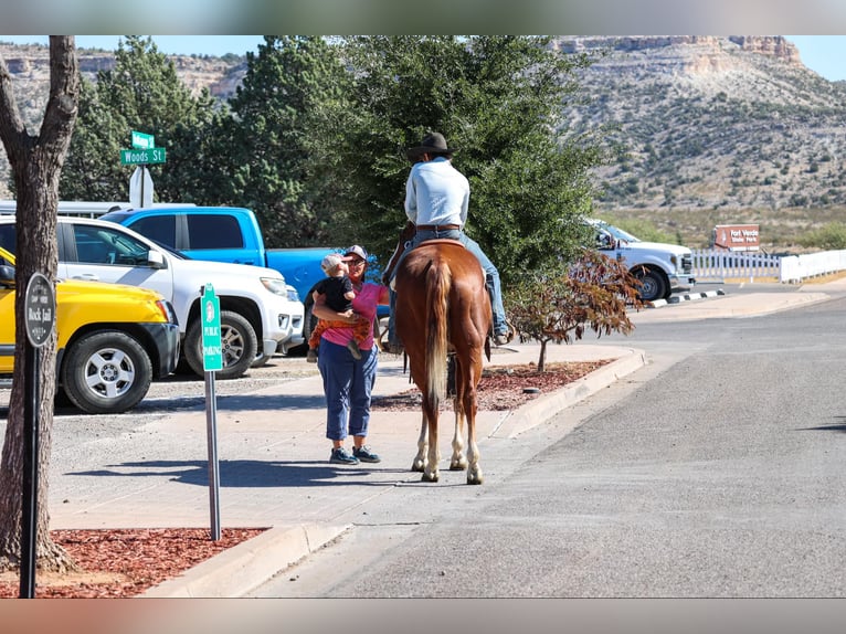 American Quarter Horse Castrone 13 Anni 155 cm Sauro scuro in Camp Verde AZ