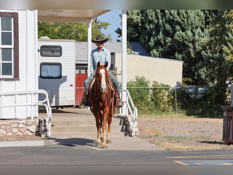 American Quarter Horse Castrone 13 Anni 155 cm Sauro scuro in Camp Verde AZ