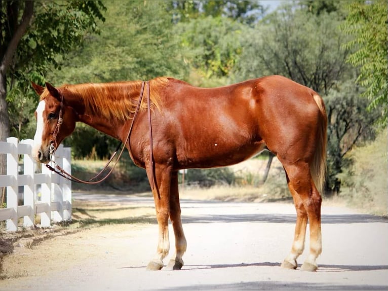 American Quarter Horse Castrone 13 Anni 155 cm Sauro scuro in Camp Verde AZ