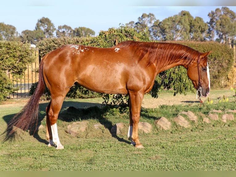 American Quarter Horse Castrone 13 Anni 155 cm Sauro scuro in Pleasant Grove CA