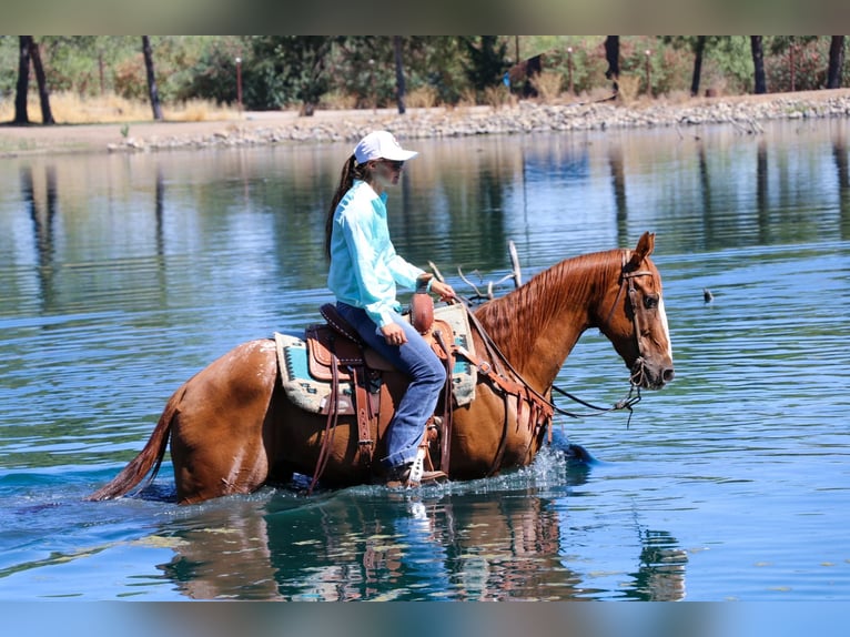 American Quarter Horse Castrone 13 Anni 155 cm Sauro scuro in Pleasant Grove CA