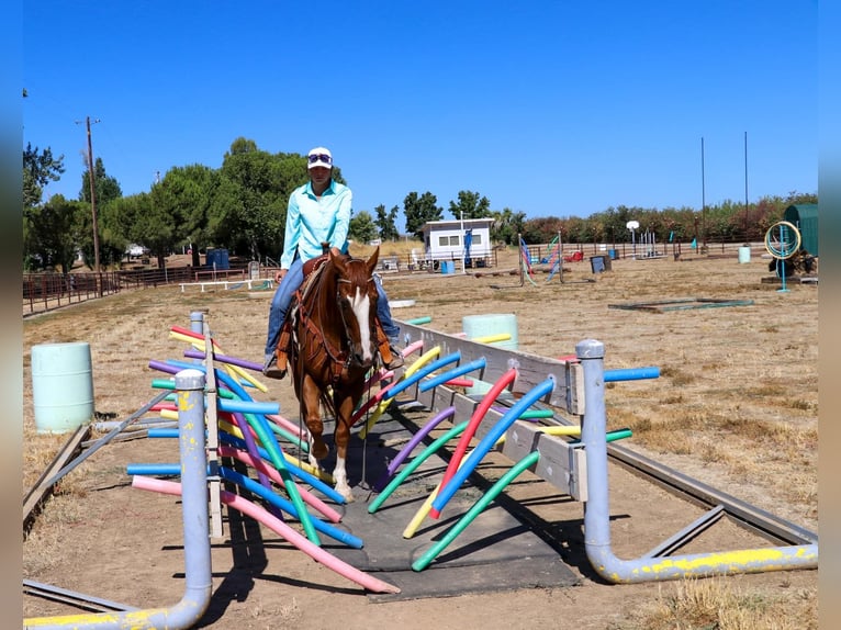 American Quarter Horse Castrone 13 Anni 155 cm Sauro scuro in Pleasant Grove CA