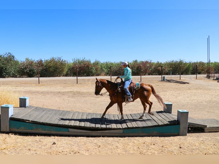 American Quarter Horse Castrone 13 Anni 155 cm Sauro scuro in Pleasant Grove CA