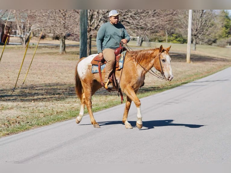 American Quarter Horse Castrone 13 Anni 155 cm Sauro scuro in Rineyville KY