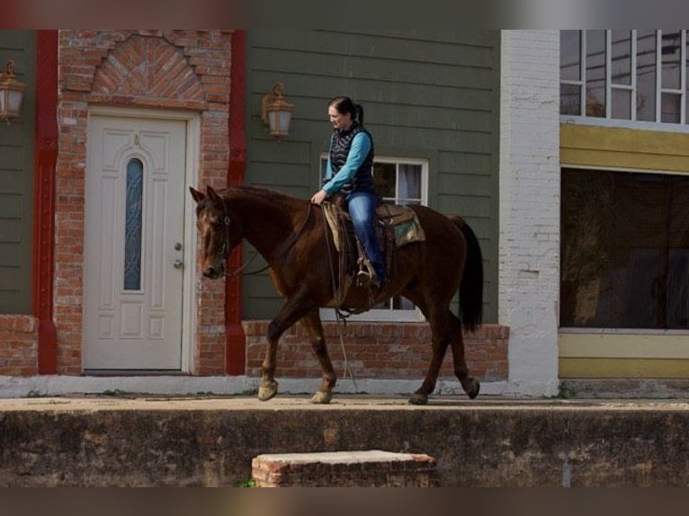 American Quarter Horse Castrone 13 Anni 155 cm Sauro scuro in Rusk Tx